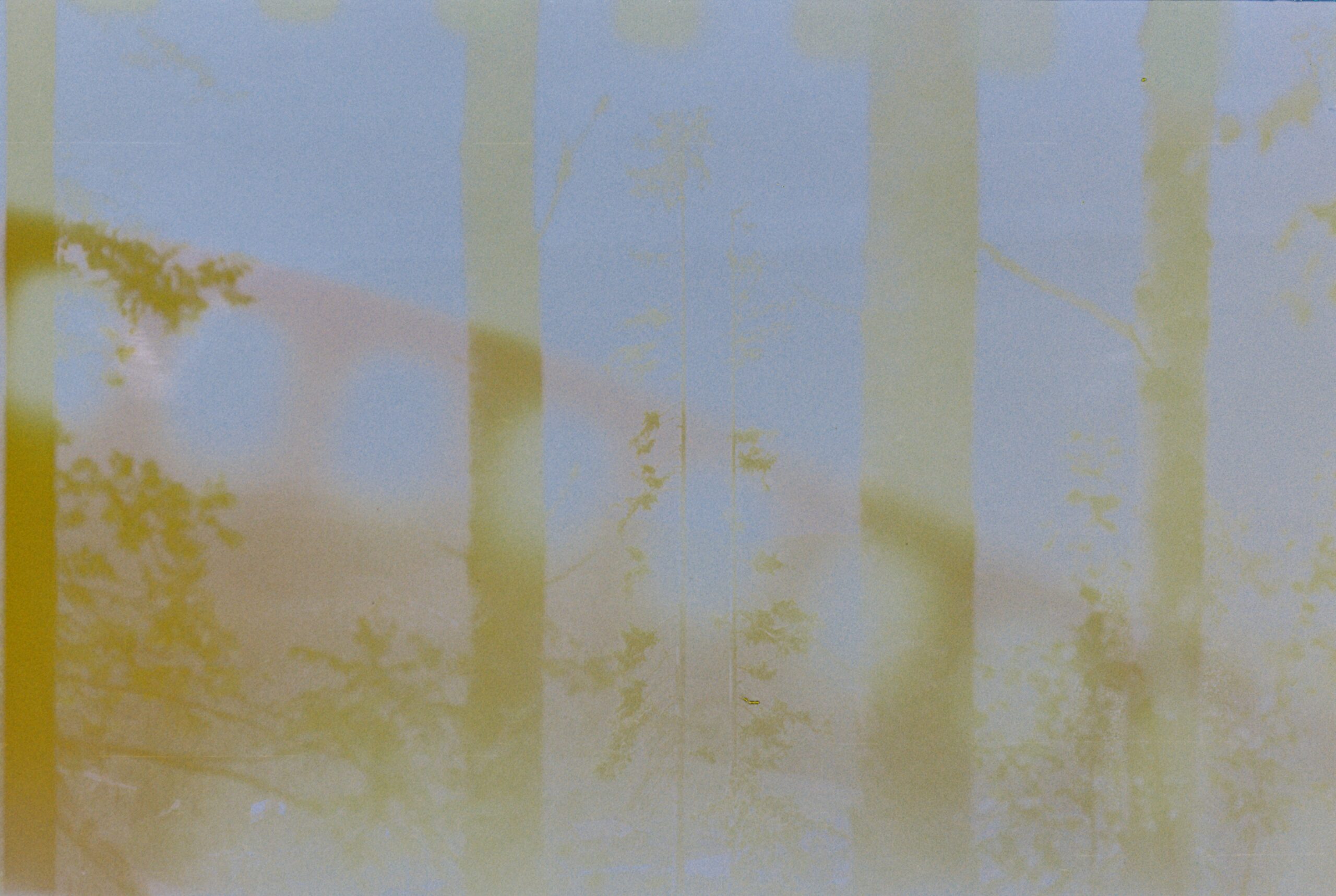 Kakaotrær i levende regnskog