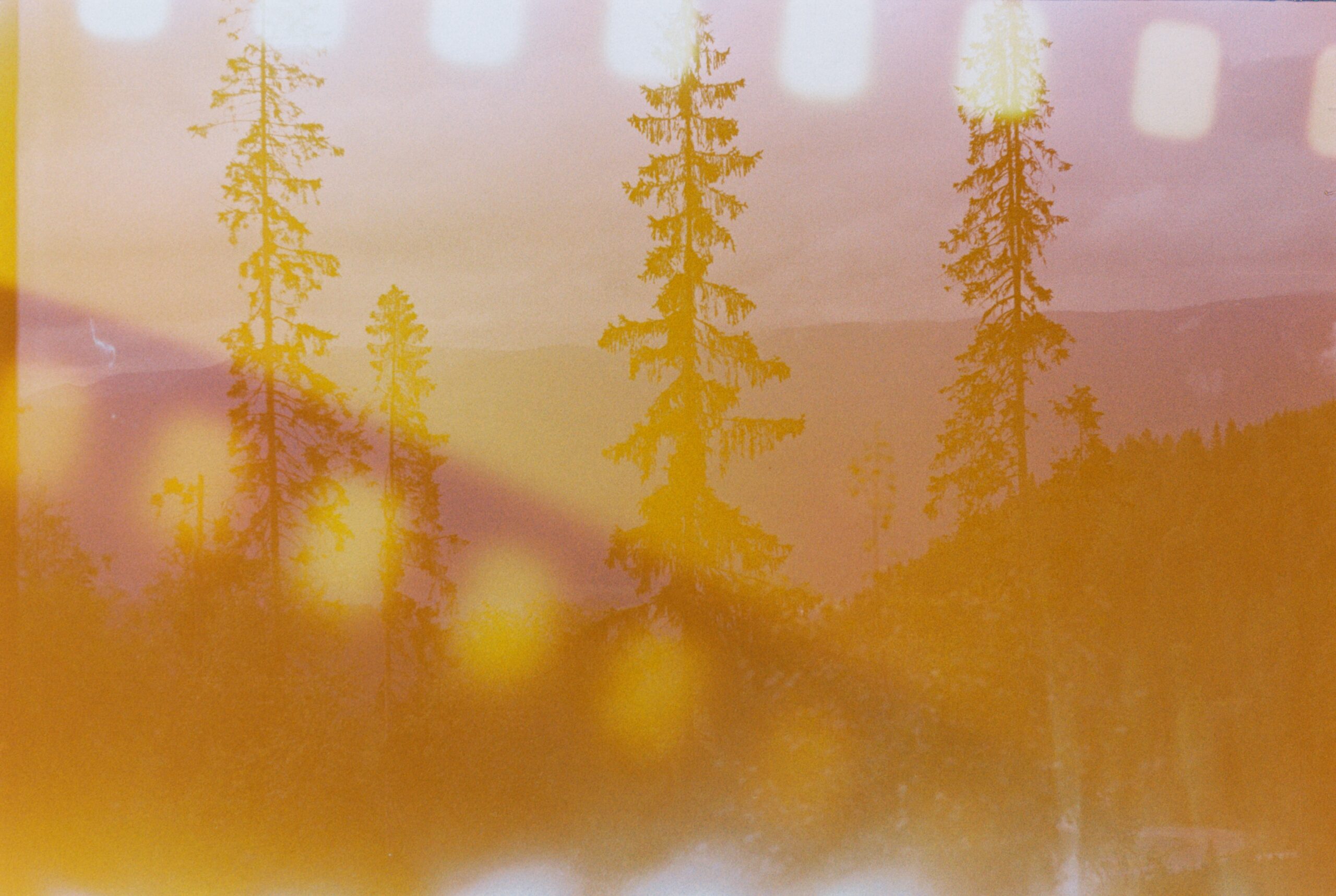 Kakaobønner i levende regnskog