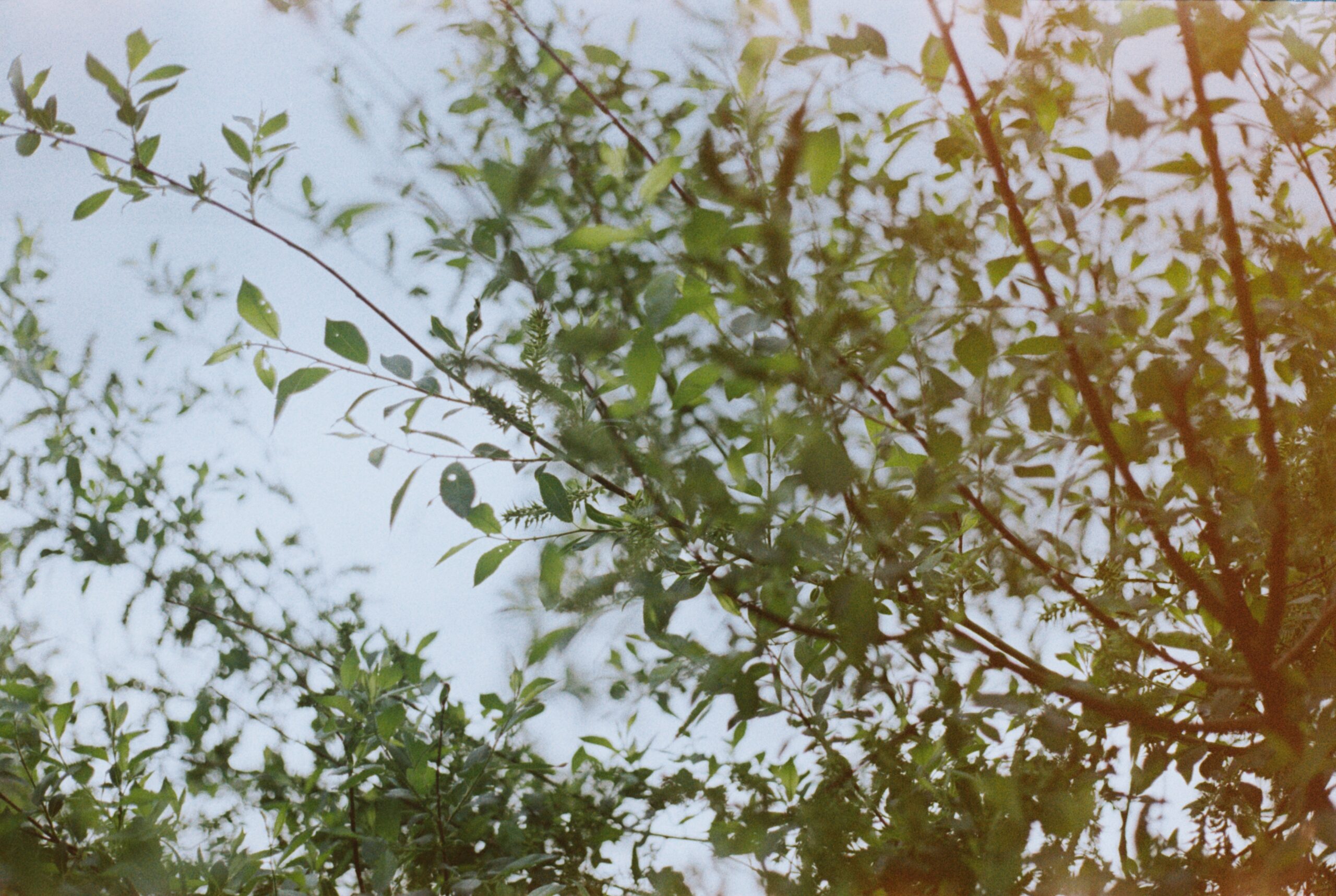 Kakaobønner tørker i solen